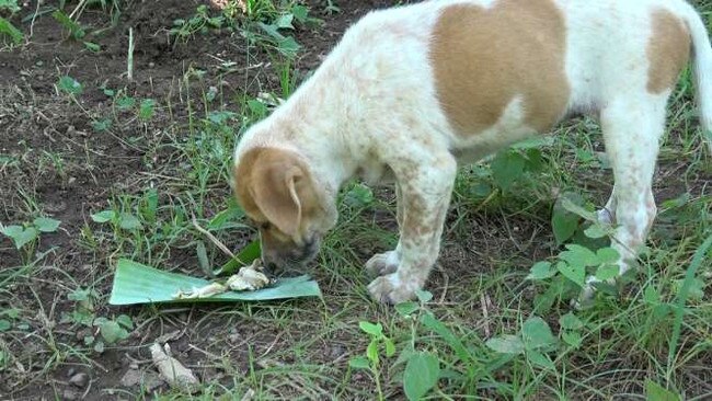 Bali’s horrific dog meat trade has returned to the island paradise a year after it was banned. Picture: Supplied