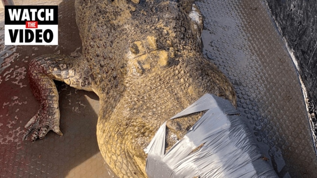 4m croc caught outside of Darwin