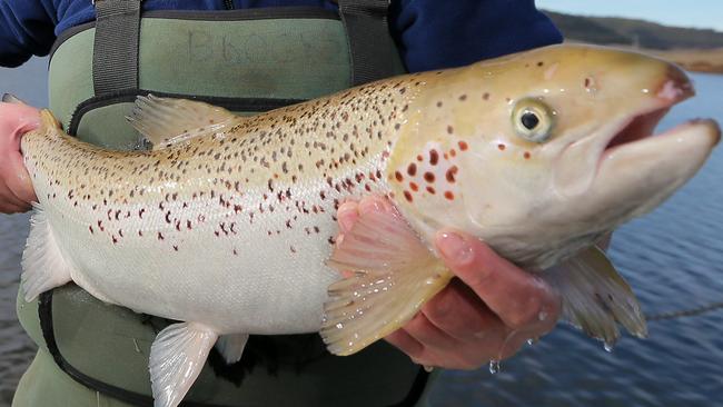 Inland Fisheries Service technical office Brock Cuthbertson with on of the salmon about to be released. Release of salmon and trout into Craigbourne dam by Inland Fisheries Service. Minister Rockliff.  Picture: RICHARD JUPE