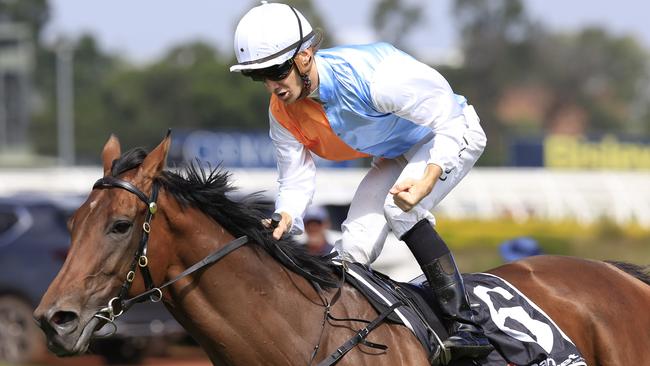 Montefilia could be the best local hope to beat the raiders in the Melbourne Cup. Picture: Getty Images