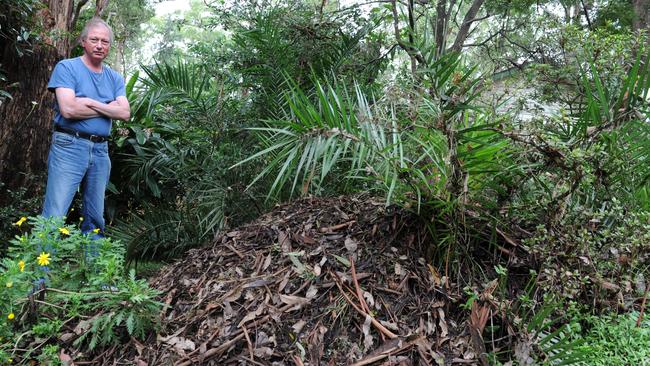 Brush turkey nest mounds are huge.