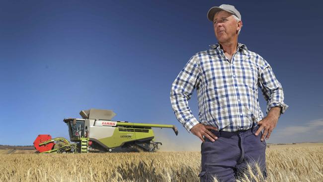 Grain Producers SA vice-chairman Adrian McCabe, in a wheat field near Tarlee, says Labor must support ending the ban on GM crops. Picture: AAP / Dean Martin