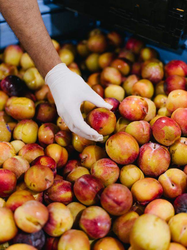 More than 25 million kilograms of produce is saved by the food charities annually and redistributed to communities in need. Picture: Supplied