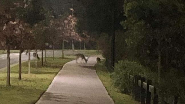 Deer sighted by residents in Harrington Park area. Picture: Facebook