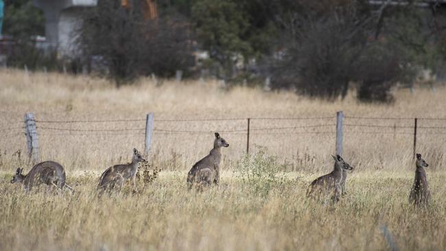 A mob of 40-60 kangaroos need to be moved quickly before they die. Picture: Ellen Smith