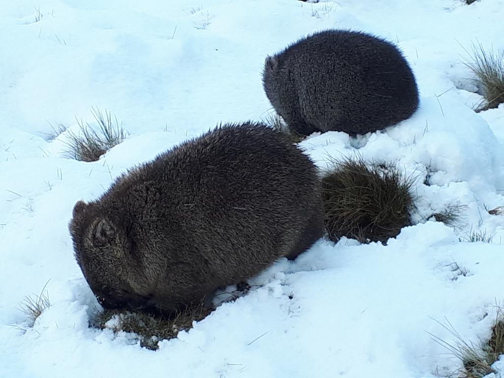 Wombats in the snow at Robin's Nest B&amp;B in Wilmot, Tasmania. Picture: Robin's Nest