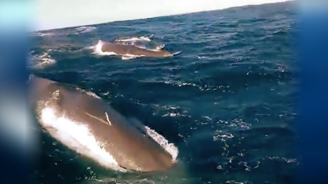 Curious whale crashes into boat