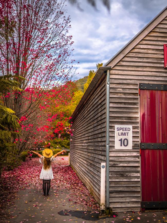 The spectacular colours of autumn at Walhalla.