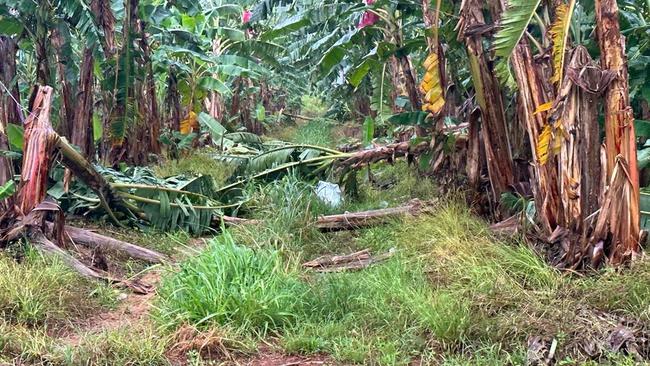 Thousands of banana trees have been destroyed by Cyclone Jasper at Ausgrow's banana farm near Innisfail. (Supplied: Antony Joseph)