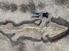 Palaeontologists working on the Ichthyosaur skeleton found at Rutland Water August 26 2021 Matthew Power Photography www.matthewpowerphotography.co.uk 07969 088655 matthew@matthewpowerphotography.co.uk @mpowerphoto
