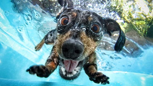 Underwater dogs let their hair down for the kids | The Advertiser