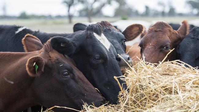 Feed frenzy: The boost to pastures is expected to drive falls in hay prices, but falling demand was already on the horizon. Picture: Zoe Phillips