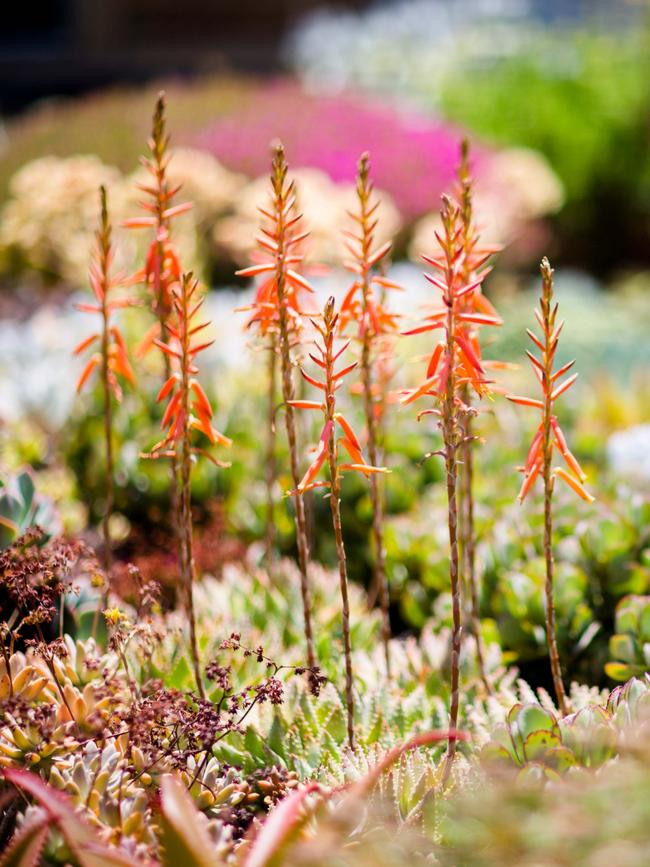 <i>Aloe brevifolia</i>, also known as short-leafed aloe.