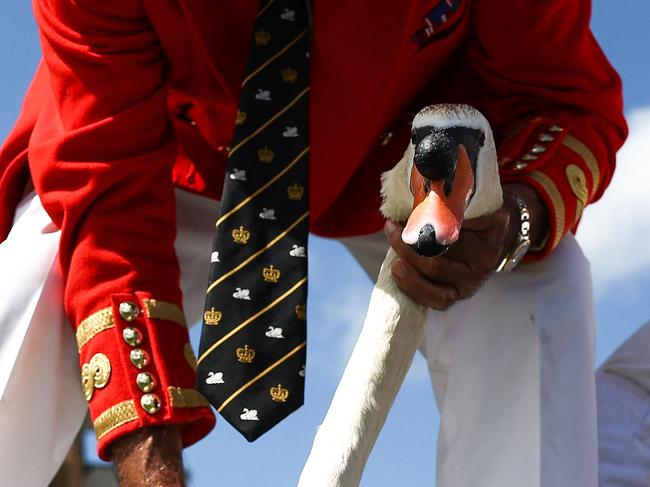 A swan is captured to be measured and checked during a “Swan Upping” on the River Thames in Staines, west of London. Swan Upping is the annual census of the swan population on stretches of the River Thames and dates from the 12th Century. Picture: Henry Nicholls / AFP