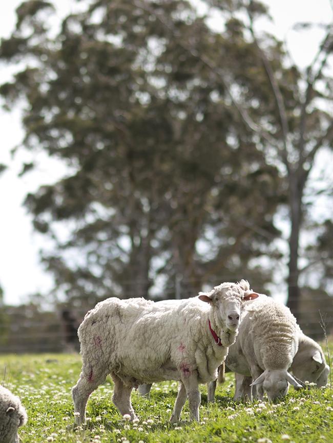 Chris the sheep, settles into a new life, post-haircut. PHOTO: RSPCA ACT