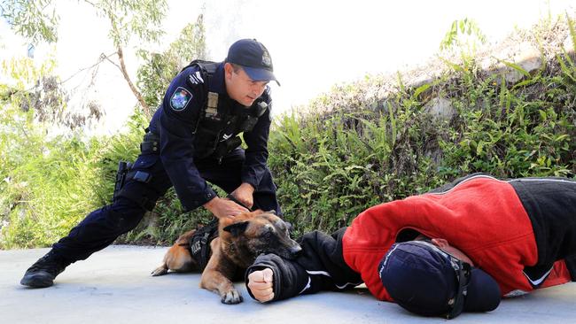 10th December 2020 - Queensland Police Dog Ã&#146;RobbieÃ&#147; and Snr Constable Sligsby Photo: Scott Powick NEWSCORP