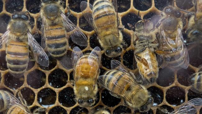 A hive of non-native honey bees.