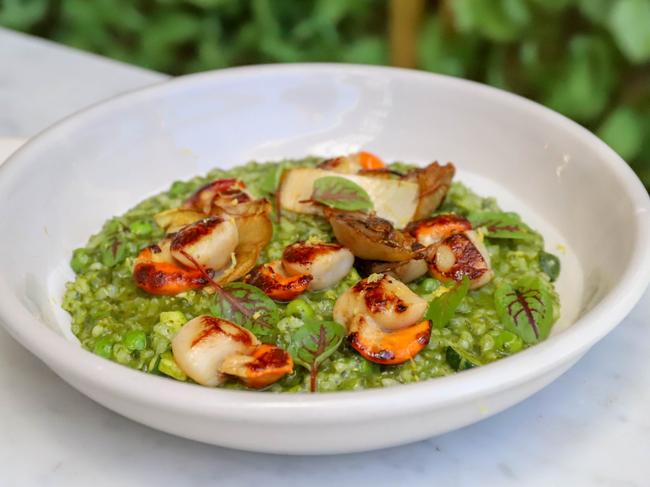 Mooloolaba scallops minted pea risotto at love.fish. Picture: Jenifer Jagielski