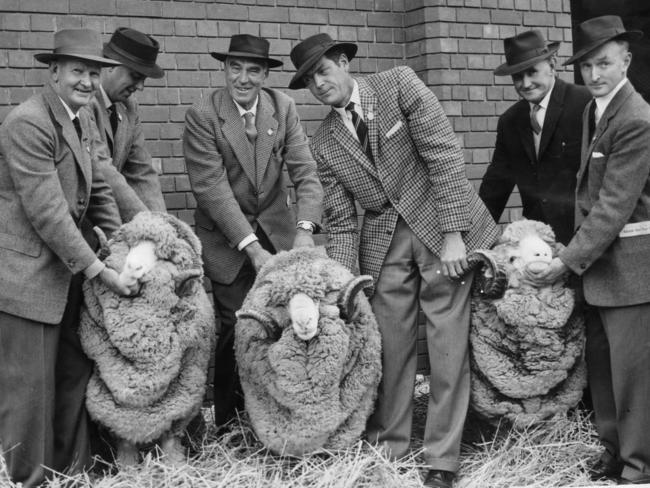 1962 — Special stud Merino rams, which brought a total price of 24,500 guineas (about $6.8 million today), with J. Murray, R. and A.L. Collins, K.G. Cook, R.C. Duncan and Mr Max Rayner.