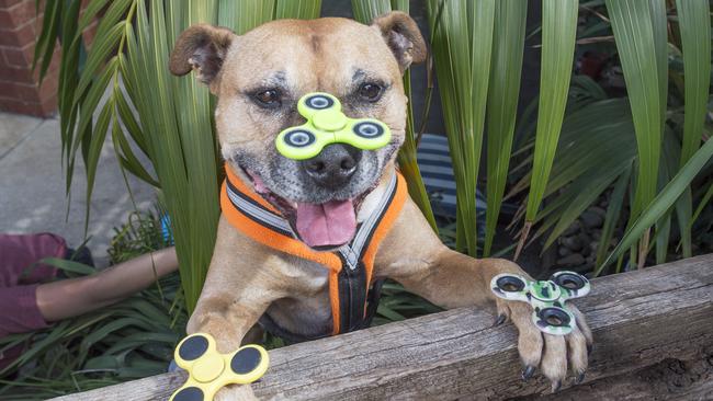 Fidget-spinning dog Axle has helped raise money for bushfire victims. Picture: Rob Leeson