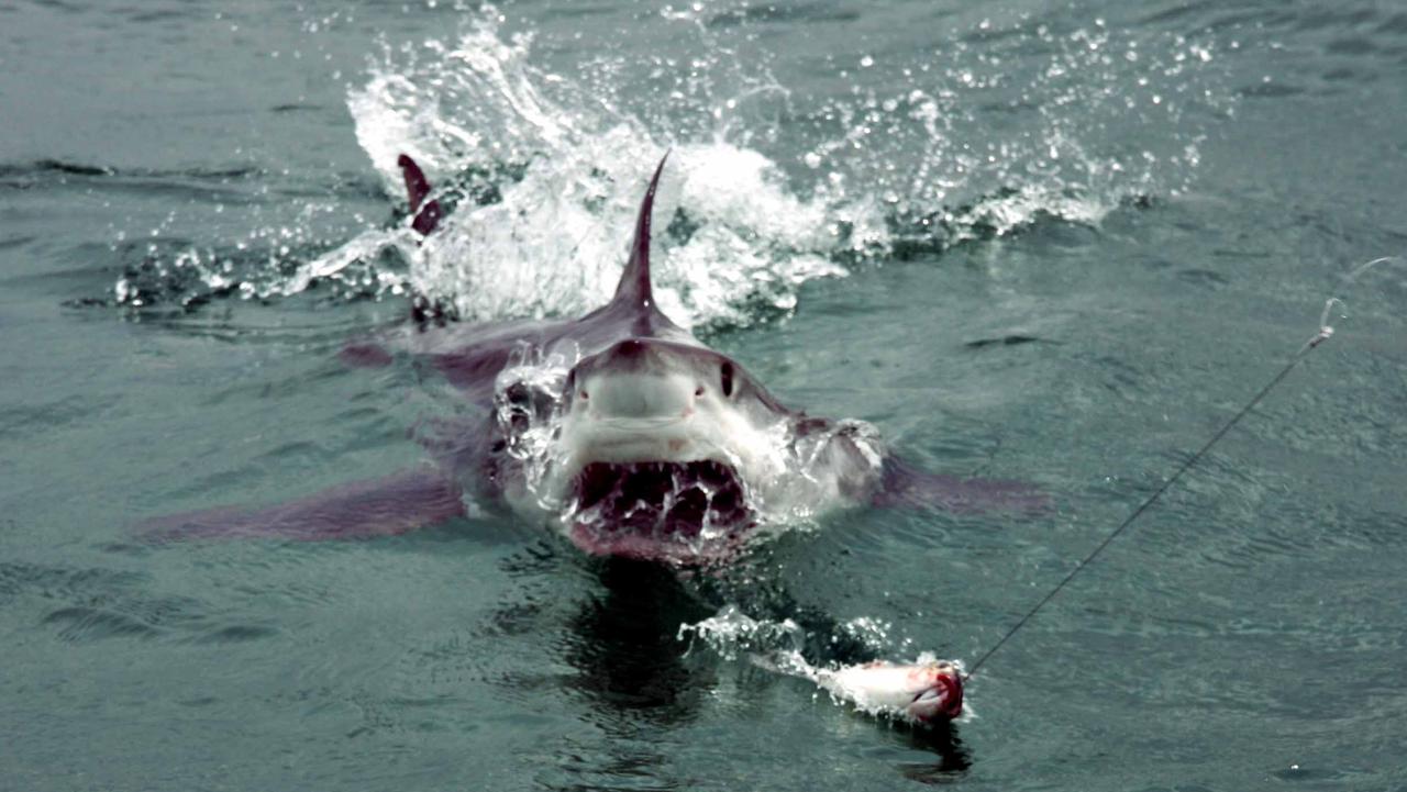 Shark culling vs. shark attacks: has our admiration gone too far?