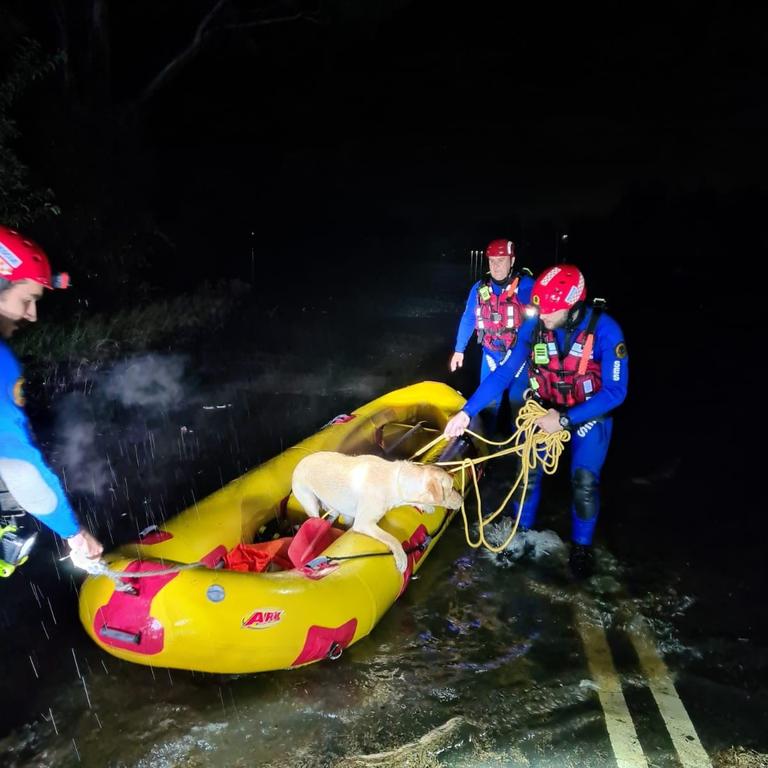 Volunteers from NSW SES Bankstown Unit reunited this dog with its owners in Penrith. Picture: Western Sydney NSW SES