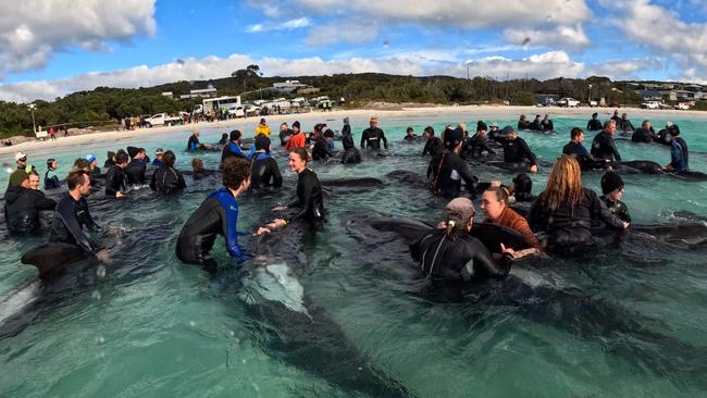 A handout photograph taken and released on July 26, 2023 by the Western Australia Department of Biodiversity, Conservation and Attractions, shows volunteers helping pilot whales, with more than 50 whales dying after stranding themselves on Cheynes Beach in Western Australia. Authorities said they were "optimistic" that the other 45 whales in the pod could survive. (Photo by WESTERN AUSTRALIA DEPARTMENT OF BIODIVERSITY, CONSERVATIONA AND ATTRACTION / AFP) / ----EDITORS NOTE ----RESTRICTED TO EDITORIAL USE MANDATORY CREDIT " AFP PHOTO / WESTERN AUSTRALIA DEPARTMENT OF BIODIVERSITY, CONSERVATIONA AND ATTRACTIONS NO MARKETING NO ADVERTISING CAMPAIGNS - DISTRIBUTED AS A SERVICE TO CLIENTS