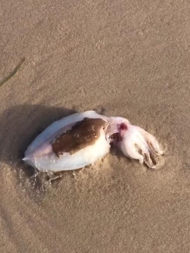Dead cuttlefish were found washed up along West Beach Wednesday Night by local Nicole Maria Peter. Picture: Nicole Maria Peter / Facebook
