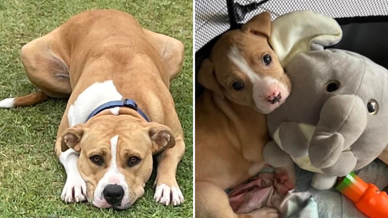 Armani: Fiona Deffiona's 15 month American Staffy. Pictured when she was only 10 weeks old in the right photo.