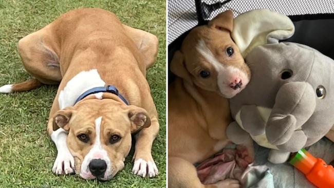 Armani: Fiona Deffiona's 15 month American Staffy. Pictured when she was only 10 weeks old in the right photo.