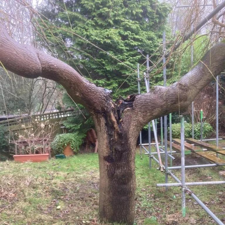 There are plans to remove trees around the property and begin a clean-up. Picture: Camden Council