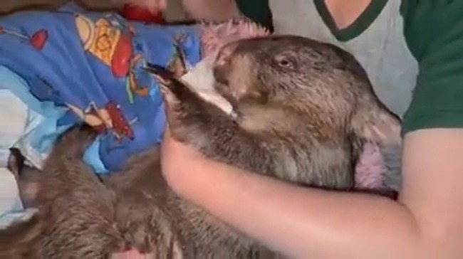 Wombat Named Harold Recovering After Getting Shot 26 Times With Air Rifle