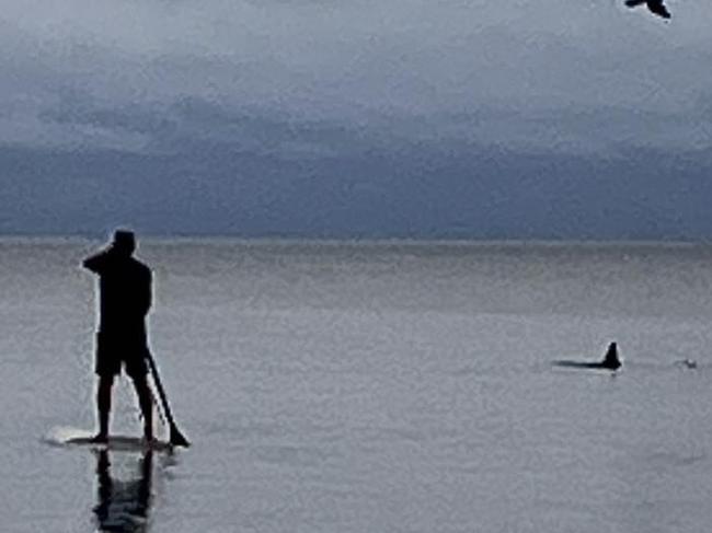 A hammerhead shark swimming near a paddle board enthusiast at Torquay Beach.