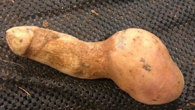 Penis Shaped Potato Shocks Shoppers At Darwin Supermarket Nt News