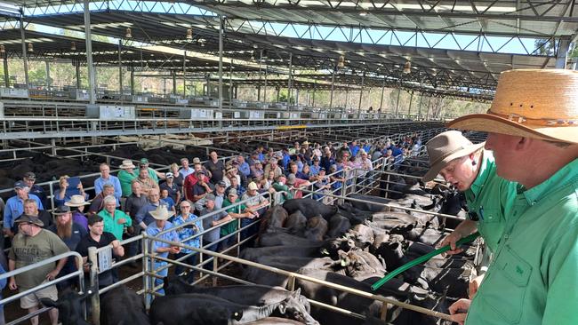 Selling action at the Yea weaner sale.