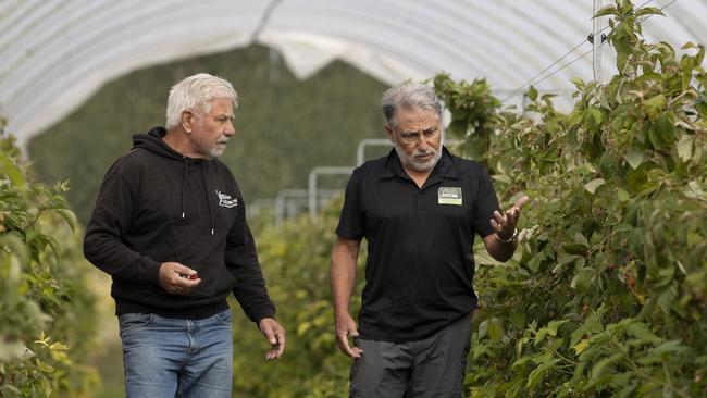 Adelaide Hills berry farm brothers, Dominic and Sam Virgara walking through raspberries  that can not be picked and sold because they are on the edge of the fruit fly zone.19th February 2025 Picture: Brett Hartwig