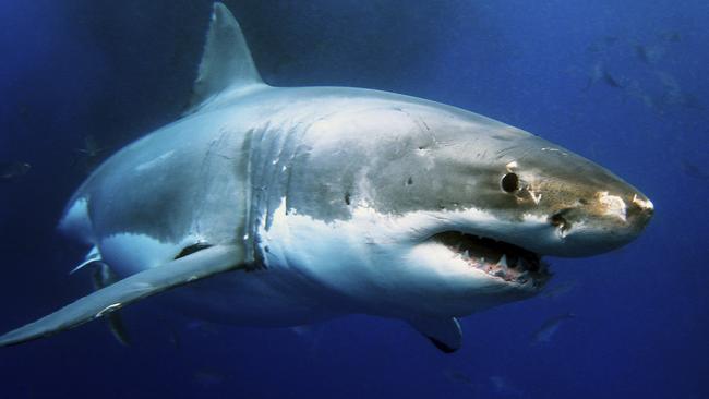 Photo of a great white shark