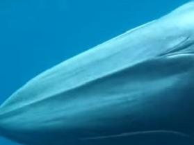 Omura whale spotted