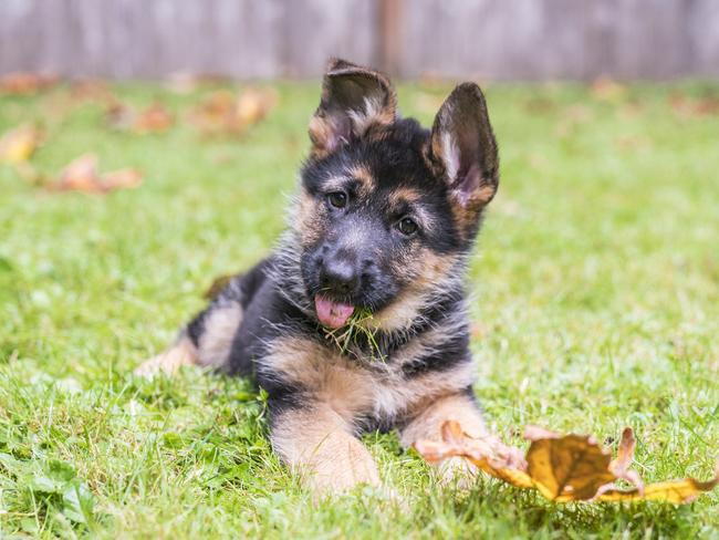 Petbarn head trainer Meredith Gallanty says an enriched environment for your dog creates an enriched brain. Picture: iStock