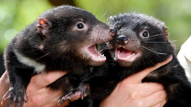 Researchers say it’s time to bring Tassie devils back to the mainland. Picture: Jay Town