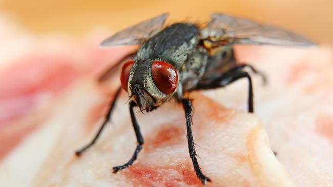 The study reveals that even if a fly comes into contact with your food for only a moment it is still enough time for all kinds of nasty bacteria to be transferred. Picture: iStock