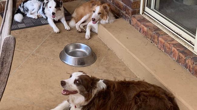 Eight-year-old Border Collie Rex was killed protecting his three pack members when they were attacked by roaming dogs in their own yard at Lower Mount Walker, south west of Ipswich.