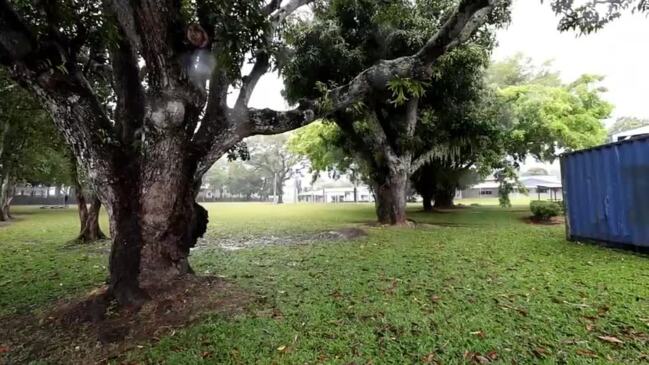 Freshwater State School Trees