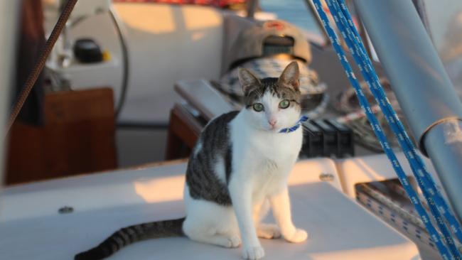 Crew cat Coco loves life at sea.