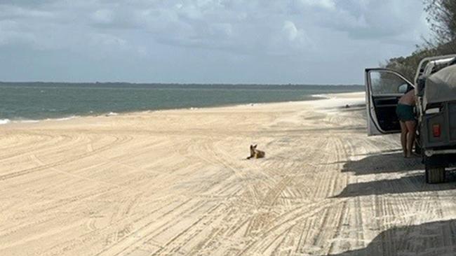 Man feeding dingo on K'gari, after parking vehicle and trailer.close to Hook Point where the ferry comes in to take people off and drop them onto K'gari.