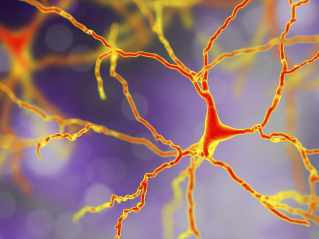 Previous studies found no evidence of new neurons are being created past the age of 13.