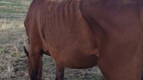 Cory had been starved. Pictures: RSPCA
