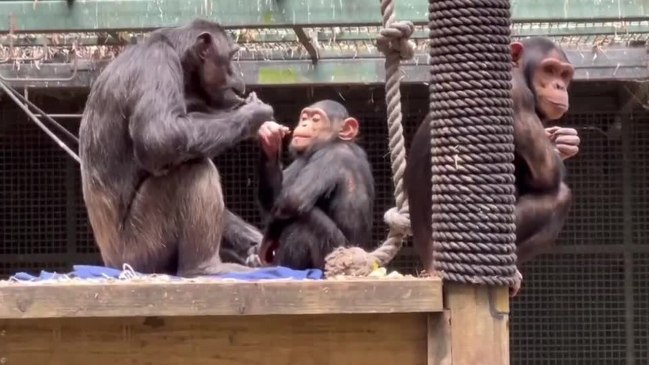 Rockhampton zoo chimps relocate