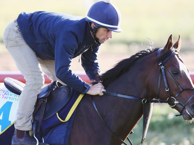 Jockey Craig Williams will be hoping to get the best out of Wall Of Fire.