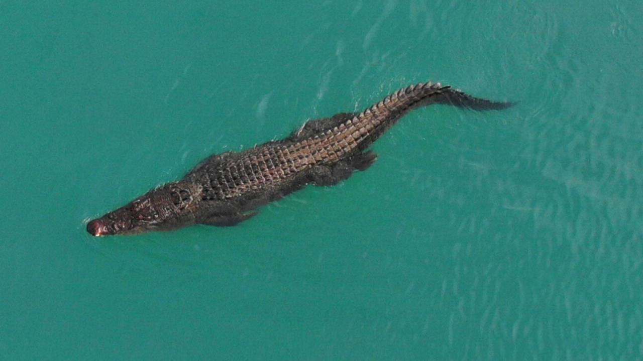 Port Douglas croc: Sighting closes Four Mile beach | The Cairns Post